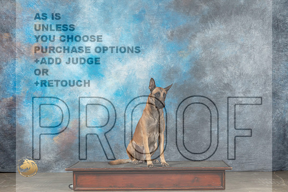 Belgian Malinois Thur Karen_MJ_2991_UKCBelton_2022_HR3