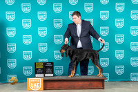 Black and Tan Coonhound #234 Sat G4CH Judge Karen Cattin