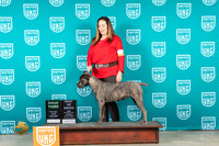 Cane Corso #34? Sun G3 Judge?
