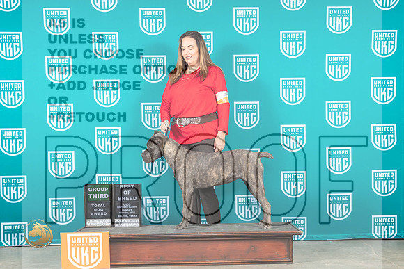 Cane Corso #34? Sun G3 Judge?_MJ_3892_UKCBelton_2022_HR3