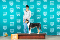 Collie Smooth Sat