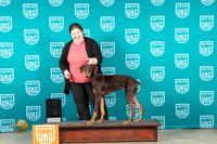 Doberman Pinscher #155 r