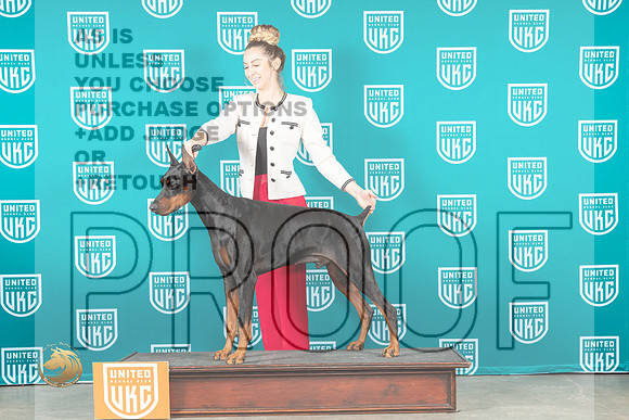 Doberman Pinscher #166 Solange_MJ_3787_UKCBelton_2022_HR3