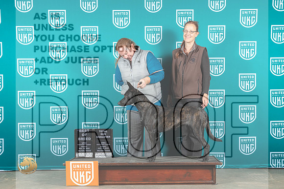 Dutch Shepherd #102 Fri BOBG3 Judge Nancy Gallant_MJ_3237_UKCBelton_2022_HR3