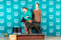 Dutch Shepherd #102 Fri BOBTD Judge Nancy Gallant r