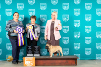 French Bulldog #308 Fri BIS Judges Nancy & Michelle