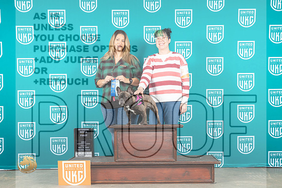 French Bulldog #485 Fri NovA1 Nosework Judge Lisa Berry_MJ_3120_UKCBelton_2022_HR3