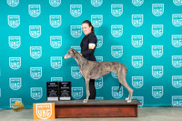 Grehound #140 Sat BOWCH Judge Michelle Blackowl