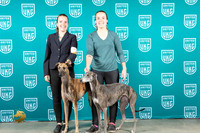 Greyhounds