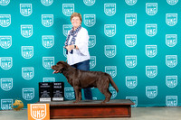 Labrador Retriever #394 Sun BMCH Judge Malinda Julien