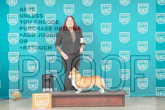 Pembroke Welsh Corgi #360 Sat 1stCH Judge Karen Cattin_MJ_3457_UKCBelton_2022_HR3