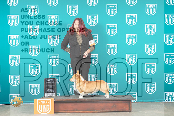 Pembroke Welsh Corgi #360 Sat 1stCH Judge Karen Cattin_MJ_3459_UKCBelton_2022_HR3