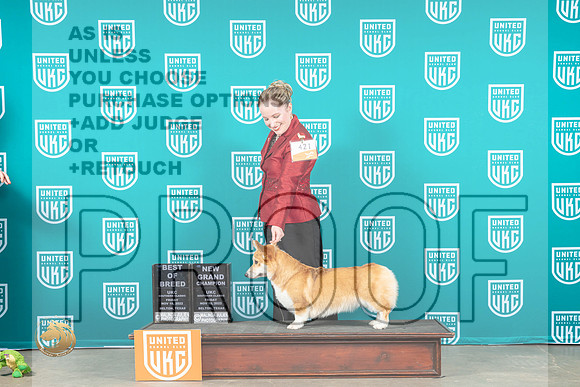 Pembroke Welsh Corgi #421 Fri BOB Judge Nancy Gallant_MJ_3253_UKCBelton_2022_HR3