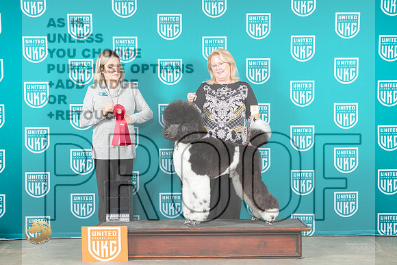 Poodle Std #157 Fri BOBG2 Judge Lynn Martin_MJ_3111_UKCBelton_2022_HR3