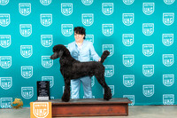 Poodle Std #310 Sun RO3