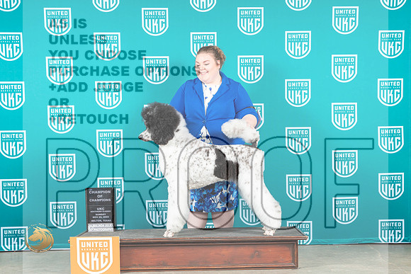 Poodle Std #389 Sun COC Judge Malinda Julien_MJ_3952_UKCBelton_2022_HR3