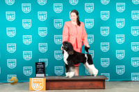 Poodle Std MC #400 Fri GR COC Judge Karen Cattin