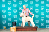 Poodle Std MC #428 Sat BOW Judge Joe Allen