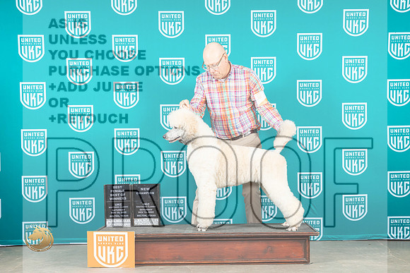 Poodle Std MC #428 Sat BOW Judge Joe Allen_MJ_3521_UKCBelton_2022_HR3