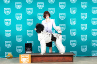Poodle Std MC #447 Sat JrBIS Judge Lynn Martin
