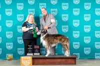 Silken Windhound #158 Fri BOBG2 Judge Malinda Julien