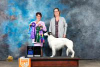 Silken Windhound #17 Thur WD Judge CC Evans