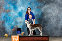 Silken Windhound #54 Thur 4-6 Judge CC Evans
