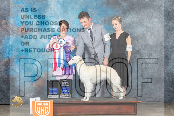 Silken Windhound #66 Thurs BOSBOWWB Judge CC Evans_MJ_3035_UKCBelton_2022_HR3