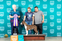 American Pit Bull Terrier #270 Sun ABIS Judge Karen Cattin