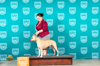 American Pit Bull Terrier AEDC r