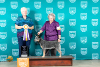Australian Cattle Dgo #131 Sun RBIS Judge K Cattin