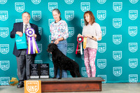 Curly Coated Retriever #322 Sun ABIS Judge Joe Allen