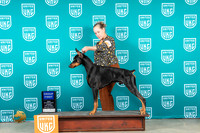 Doberman Pinscher #324 Sun G1 Judge Nancy Gallant