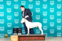 Dogo #263 Sun CH Judge Karen Cattin