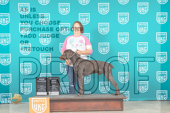 German Shorthaired Pointer #? CH No Judge_MJ_4036_UKCBelton_2022_HR3