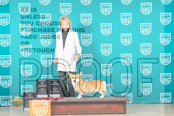 Pembroke Welsh Corgi #202 Sun BOBTD Judge Lynn Martin_MJ_4164_UKCBelton_2022_HR3