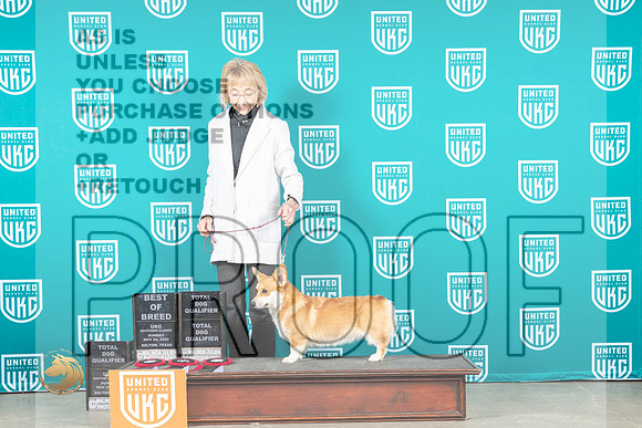 Pembroke Welsh Corgi #202 Sun BOBTD Judge Lynn Martin_MJ_4165_UKCBelton_2022_HR3