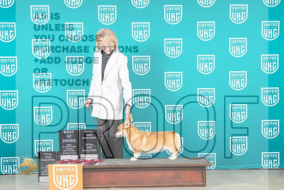Pembroke Welsh Corgi #202 Sun BOBTD Judge Lynn Martin_MJ_4169_UKCBelton_2022_HR3