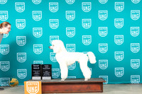 Poodle Std #328 Sat BM Judge Joe Allen