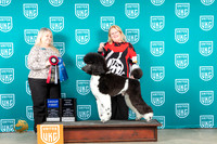 Poodle Std MC #157 Sun G1TD Judge Malinda Julien