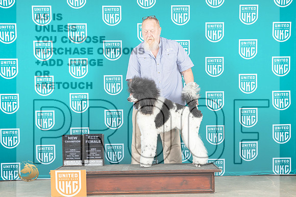 Poodle Std MC #319 Fri2 BFCH Judge Lynn Martin_MJ_4044_UKCBelton_2022_HR3