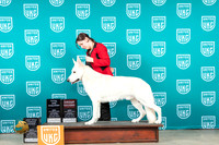 White Shepherd #397 Sun