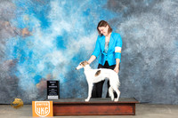 Silken Windhound #244 Fri BOW Judge Nancy Gallant