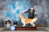 Golden Retriever #25 Sun BOB G1 Judge Joan Liebes