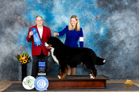 Bernese Mountain Dog #5 Sun G1 Judge Dr Don Gill
