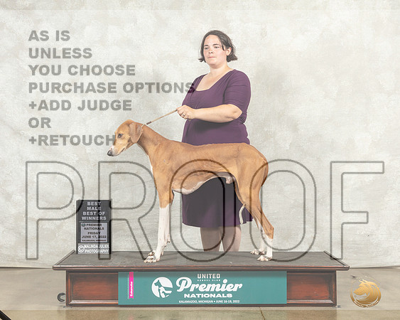 Azawakh #574 Fri BOW Judge Karen Hynek__MJ_7785_Premier_2022_HR3
