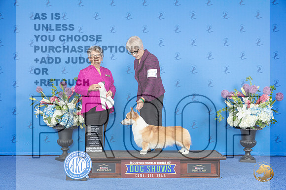 Pembroke Welsh Corgi #11 SAT OHG4 Judge Sandra Lex__JP_0021_Houston_2024_HR3