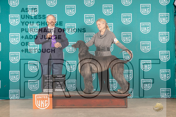 Afghan Hound #323 Sun BOB Judge CH Judge Joe Allen-_MJ_3914e_UKCBelton2022-HR3