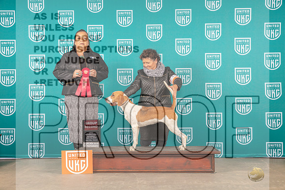 Harrier #476 Sat G2 Judge Michelle Blackowl Chavez-_MJ_3443e_UKCBelton2022-HR3