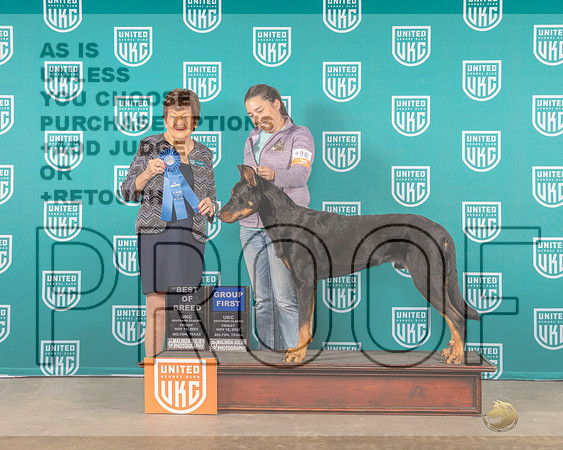 Beauceron #498 Fri G1 Judge Nancy Gallant-_MJ_3258e_UKCBelton2022-HR3